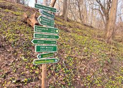 Winterlinge Die Gelbe Pracht In Jena 000011